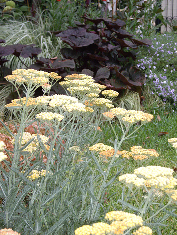 Achillea